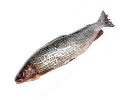 Фото Хариус солёномороженный (контейнер 25-27 кг)