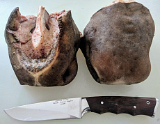 Губа лося очищенная