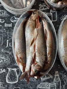 Превью Хариус солёномороженный