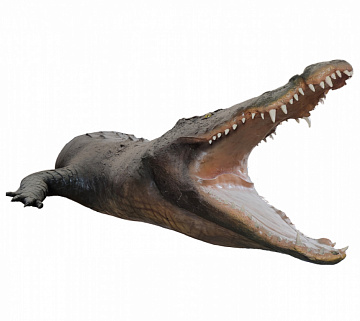 Фото Чучело крокодила