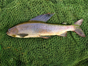 Фото Хариус свежемороженый (700-1000 грамм)