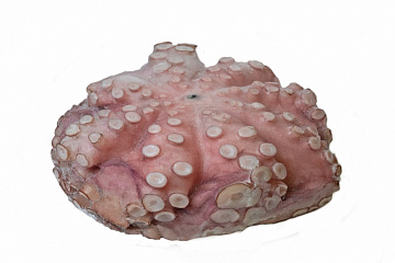 Фото Осьминог  Марокко  свежемороженый 3-4 кг