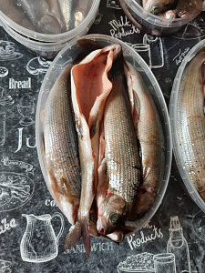 Превью Хариус солёномороженный