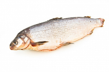 Фото Чир свежемороженый 2-3кг