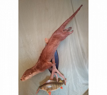 Фото Чучело выдры с окунем