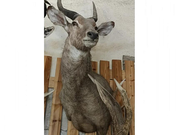 Фото Голова антилопы Ватербок