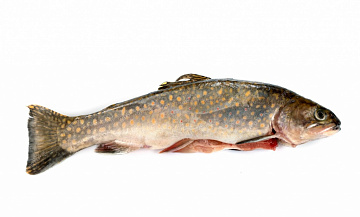 Фото Голец свежемороженый 0,9-1,6кг