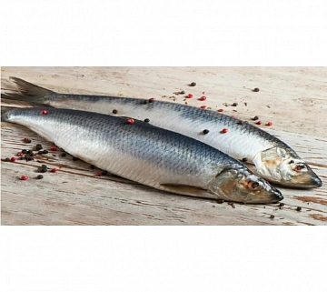 Фото Сельдь Олюторская неразделанная крупная 500+ ( коробка 18кг)