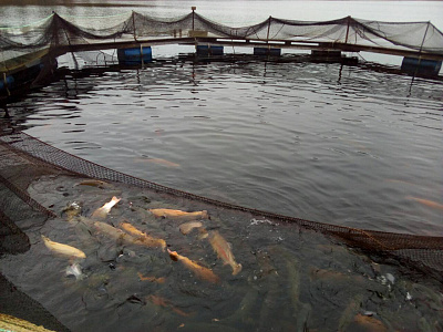 Превью Форель Мурманская свежемороженая непотрошеная