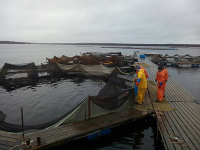 Превью Форель Мурманская свежемороженая непотрошеная