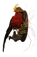 Золотой фазан на медальоне