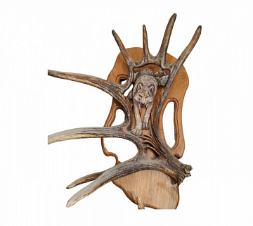 Фото Рог лося с волком