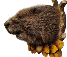 Бобр на медальоне без лап